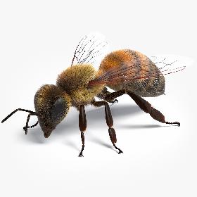 3D Realistic Honey Bee